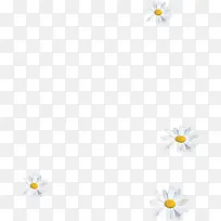 春天清新白色雏菊-空若网 春天清新白色雏菊-空若网