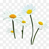 春季清新白色雏菊-空若网 春季清新白色雏菊-空若网