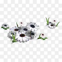 春季白色清新雏菊-空若网 春季白色清新雏菊-空若网