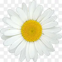 高清白色夏季雏菊-空若网 高清白色夏季雏菊-空若网