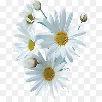 白色雏菊医疗素材-空若网 白色雏菊医疗素材-空若网