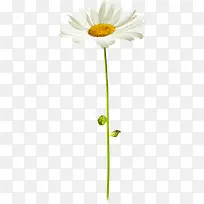 白色雏菊图片-空若网 白色雏菊图片-空若网
