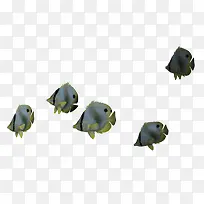 可爱热带鱼-空若网 可爱热带鱼-空若网