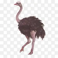 鸵鸟-空若网 鸵鸟-空若网