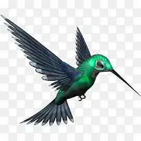 长嘴鸟鸟类动物-空若网 长嘴鸟鸟类动物-空若网