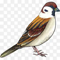 可爱麻雀-空若网 可爱麻雀-空若网