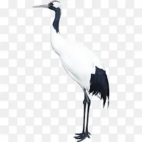 白色的鹤-空若网 白色的鹤-空若网