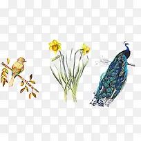 孔雀-空若网 孔雀-空若网