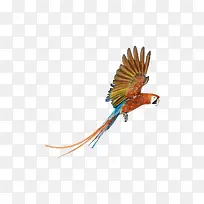 卡通手绘鹦鹉-空若网 卡通手绘鹦鹉-空若网