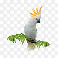 ��ɫ����-������