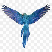 蓝色鹦鹉背影-空若网 蓝色鹦鹉背影-空若网