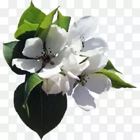 插花艺术-樱花-空若网 插花艺术-樱花-空若网