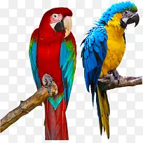 鹦鹉动物-空若网 鹦鹉动物-空若网