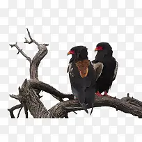 ��ѻ-������