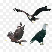 չ������ӥ-������