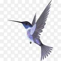 尖嘴鸟儿-空若网 尖嘴鸟儿-空若网