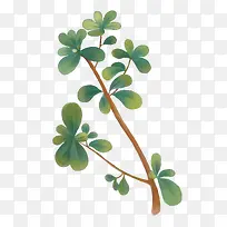 绿色马齿苋-空若网 绿色马齿苋-空若网