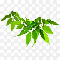 ��ɫ��Ҷ��������-������