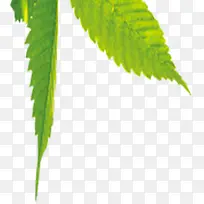 绿色树叶淘宝促销-空若网 绿色树叶淘宝促销-空若网