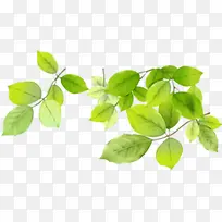 绿色树枝树叶淘宝促销-空若网 绿色树枝树叶淘宝促销-空若网