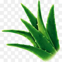 绿色芦荟淘宝促销-空若网 绿色芦荟淘宝促销-空若网