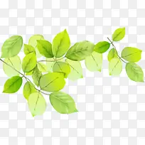 绿色叶片树枝淘宝促销-空若网 绿色叶片树枝淘宝促销-空若网