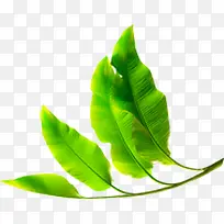 ��ɫҶ���Ա�����-������