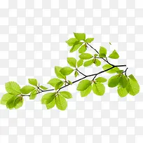 ��֦�ϵ���ɫҶƬ�Ա�����-������