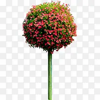 »¨Ê÷-¿ÕÈôÍø »¨Ê÷-¿ÕÈôÍø