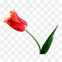 红花-空若网 红花-空若网