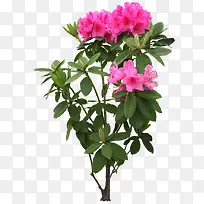 红花花树茶花树-空若网 红花花树茶花树-空若网