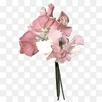 ˮ�ʺ컨ֲ��-������