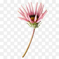 水彩红花花朵-空若网 水彩红花花朵-空若网