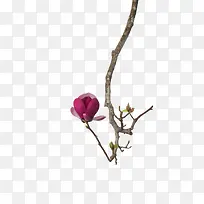 红花花枝树枝-空若网 红花花枝树枝-空若网