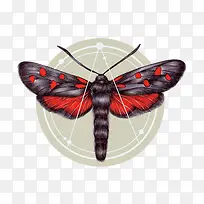 蝴蝶-空若网 蝴蝶-空若网