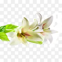 漂亮白色百合花-空若网 漂亮白色百合花-空若网