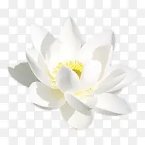 写实白色百合花-空若网 写实白色百合花-空若网