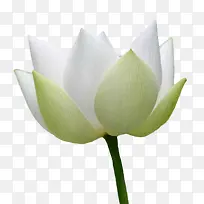 写实白色百合-空若网 写实白色百合-空若网
