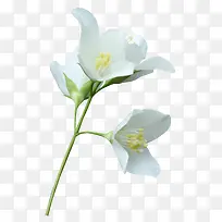 白色百合花高清摄影-空若网 白色百合花高清摄影-空若网