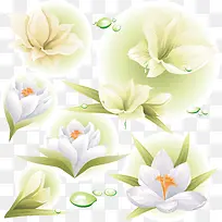 5朵白色百合花-空若网 5朵白色百合花-空若网