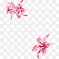 花朵png素材-空若网 花朵png素材-空若网