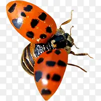 春天红色风景昆虫-空若网 春天红色风景昆虫-空若网