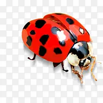 春天郊游红色昆虫装饰-空若网 春天郊游红色昆虫装饰-空若网