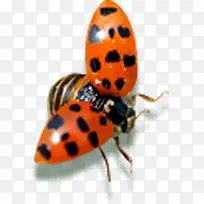 ����������ɫ����װ��-������