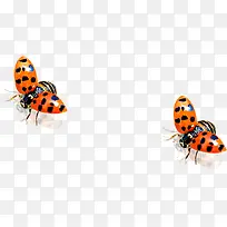 春天黄红色昆虫动物-空若网 春天黄红色昆虫动物-空若网