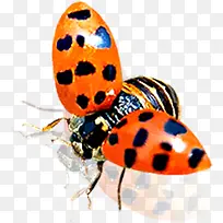 春天红色昆虫动物-空若网 春天红色昆虫动物-空若网