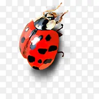 春天红色昆虫装饰-空若网 春天红色昆虫装饰-空若网