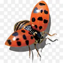 春天红色纹理昆虫-空若网 春天红色纹理昆虫-空若网