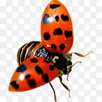 春季红色昆虫装饰-空若网 春季红色昆虫装饰-空若网