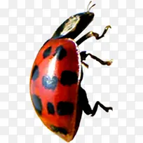 ´º¼¾ºìÉ«À¥³æ¶¯Îï-¿ÕÈôÍø ´º¼¾ºìÉ«À¥³æ¶¯Îï-¿ÕÈôÍø